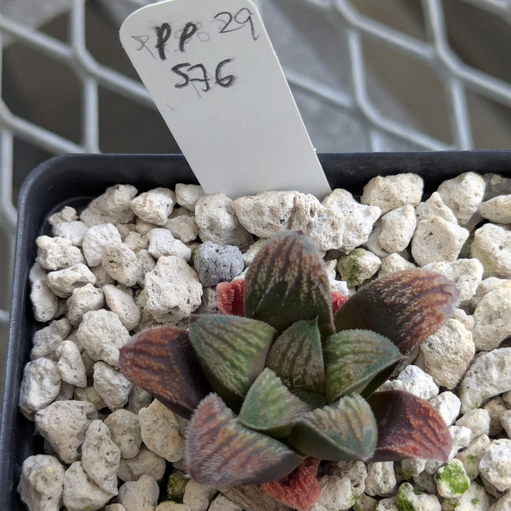 Haworthia PP576 hybrid series #29