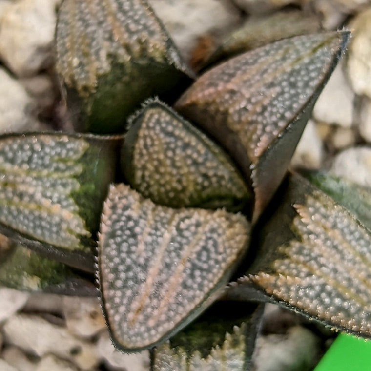 Haworthia  groenewaldii hybrid series PP415 #29