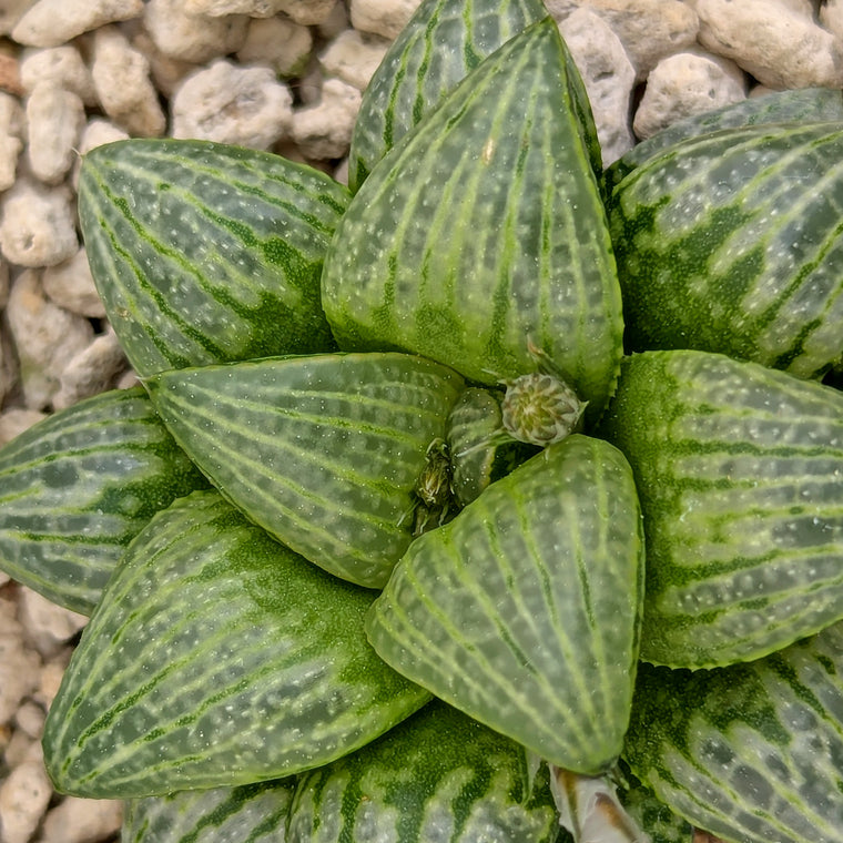Haworthia PP564 hybrid series #29