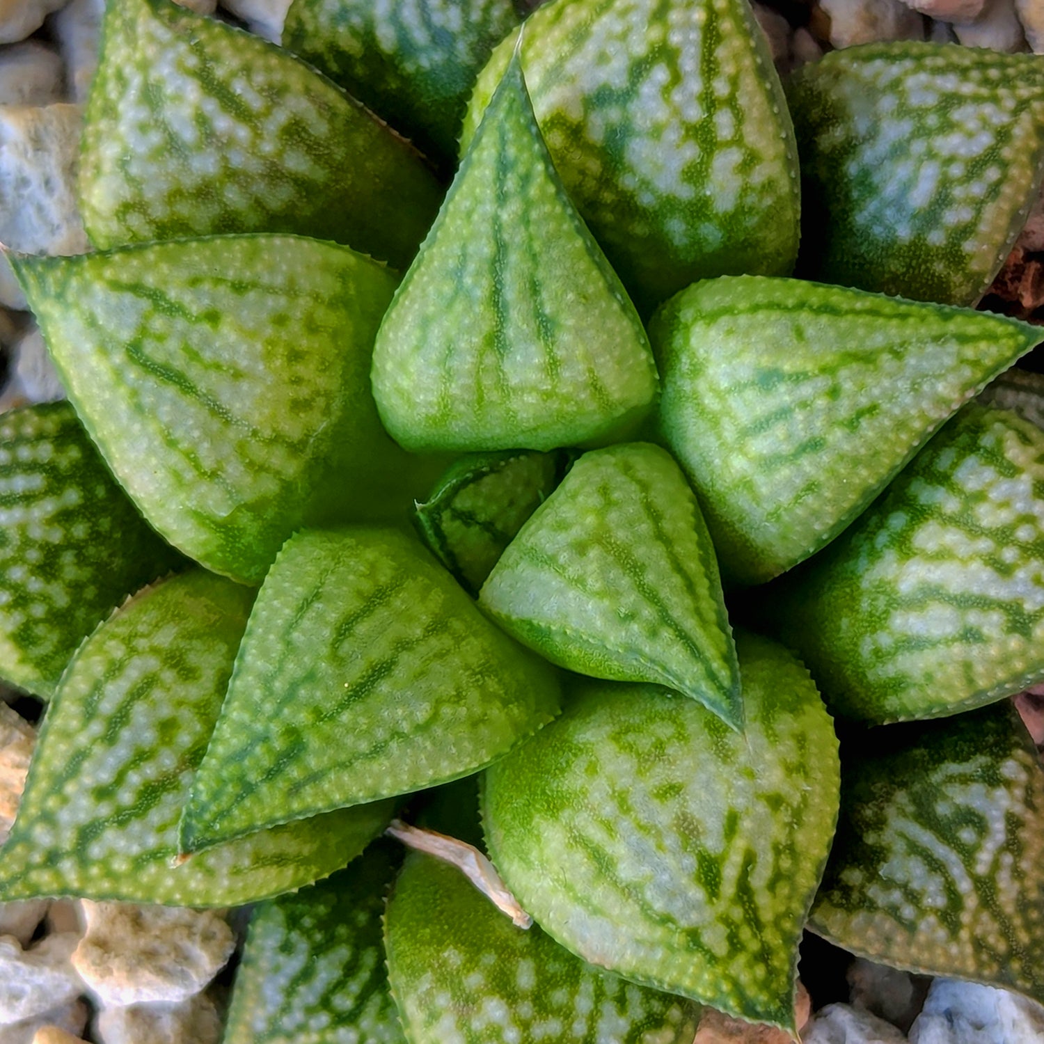 Haworthia PP572 hybrid series #29