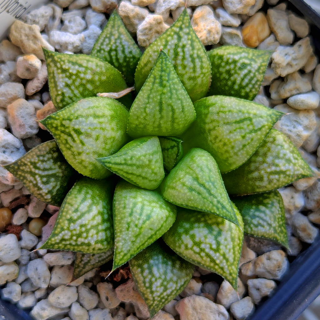 Haworthia PP572 hybrid series #29
