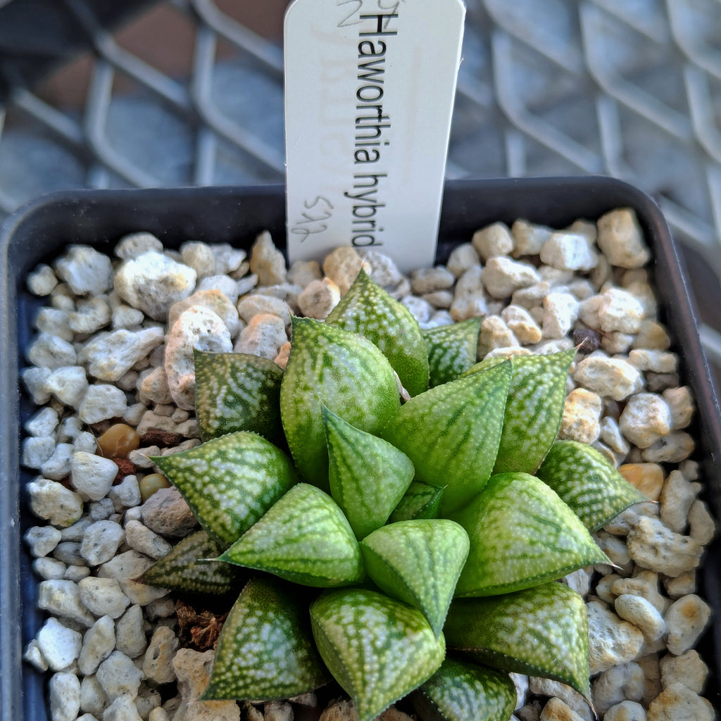 Haworthia PP572 hybrid series #29