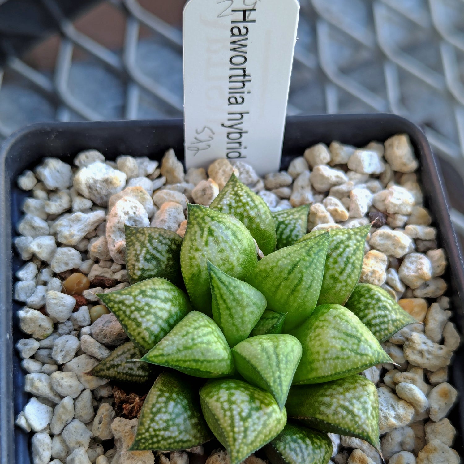 Haworthia PP572 hybrid series #29