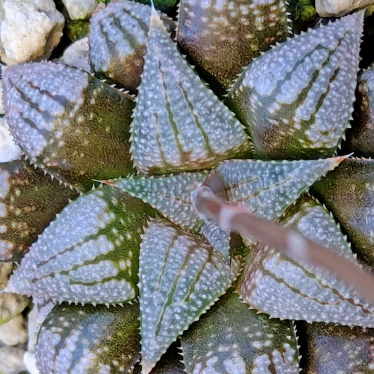 Haworthia  hybrid series PP573 #29