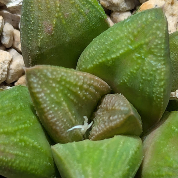 Haworthia PP576 hybrid series  #29