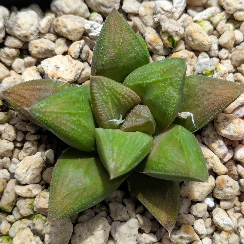 Haworthia PP576 hybrid series  #29