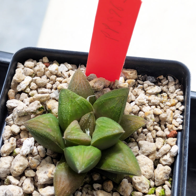 Haworthia PP576 hybrid series  #29