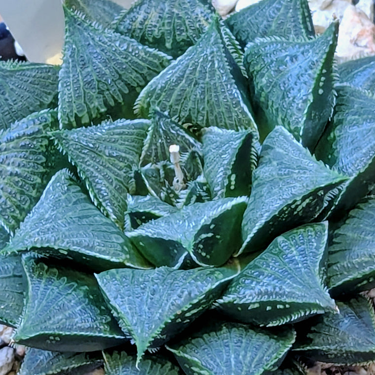 Haworthia PP326 hybrid series #29