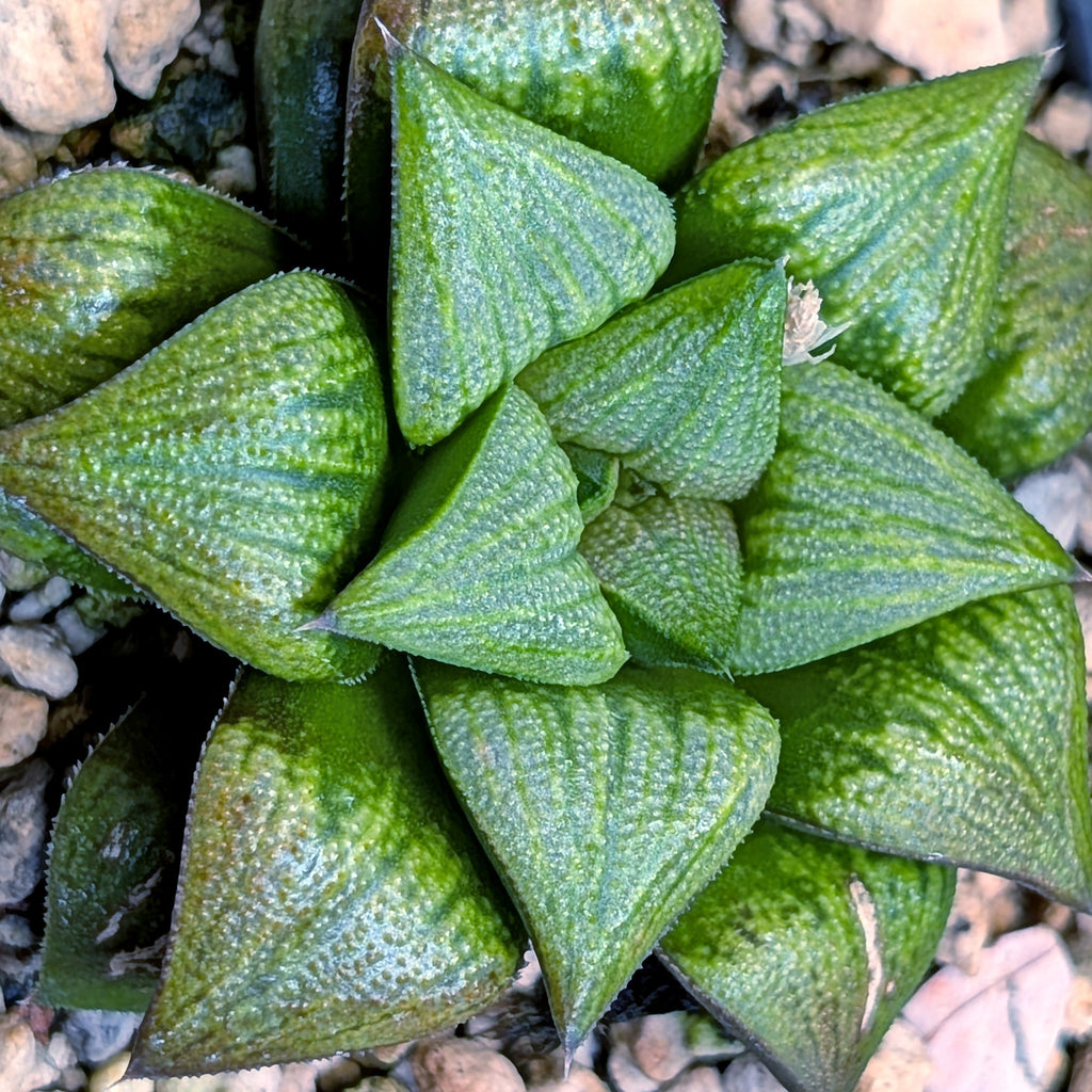 Haworthia hybrid series PP572 #29