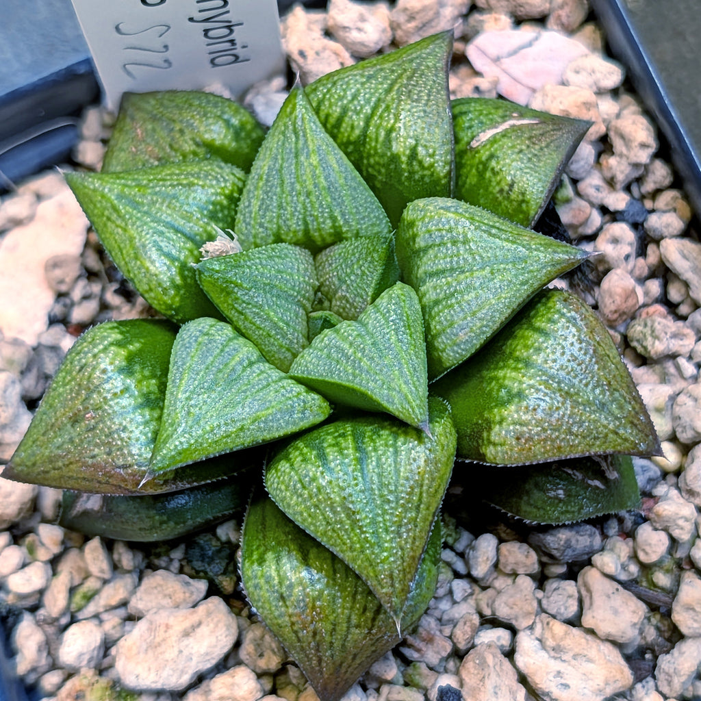 Haworthia hybrid series PP572 #29