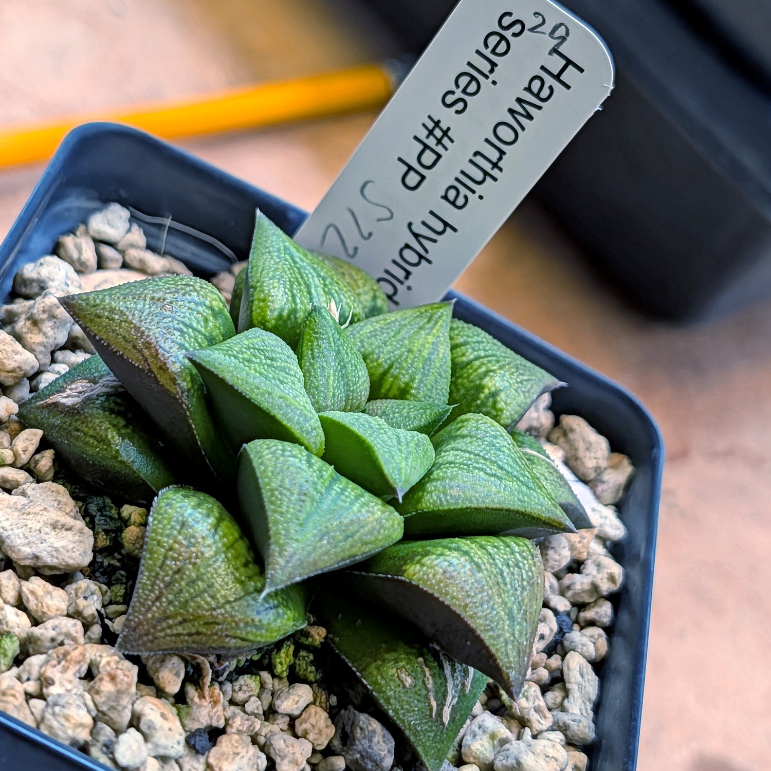 Haworthia hybrid series PP572 #29
