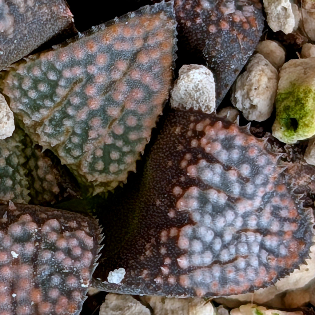 Haworthia "TetraTreasures" PP631 groenewaldii hybrid series #29