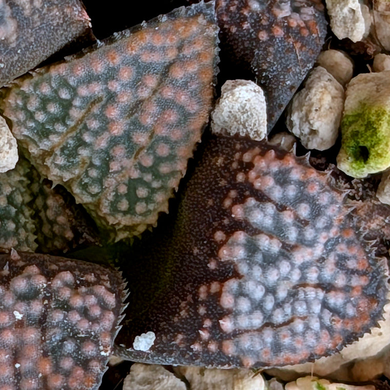 Haworthia 