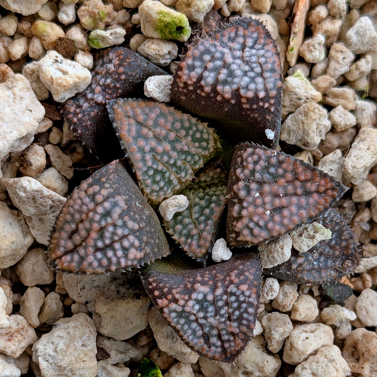 Haworthia "TetraTreasures" PP631 groenewaldii hybrid series #29