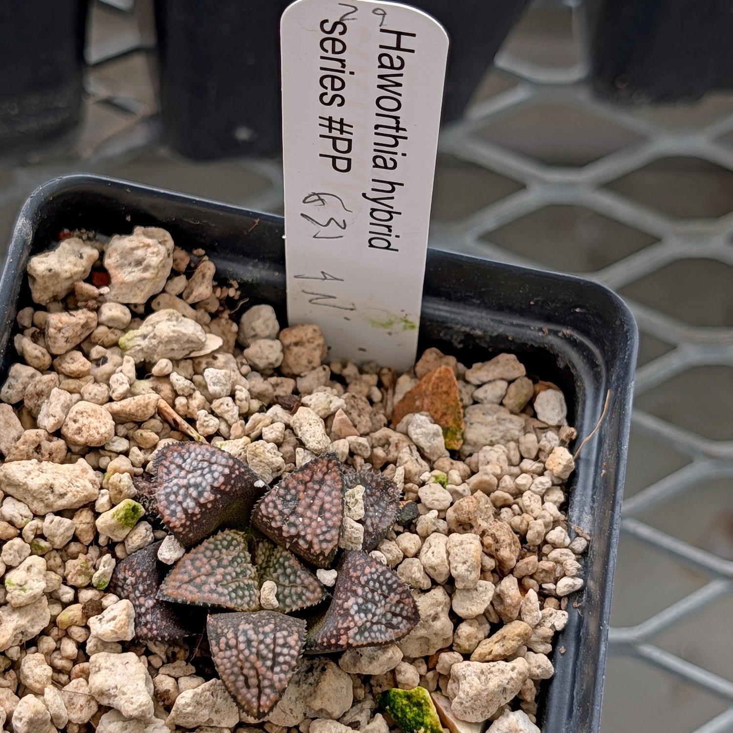 Haworthia "TetraTreasures" PP631 groenewaldii hybrid series #29