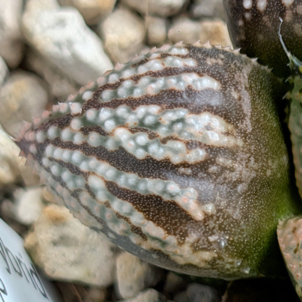 Haworthia "TetraTreasures" PP633 hybrid series #29
