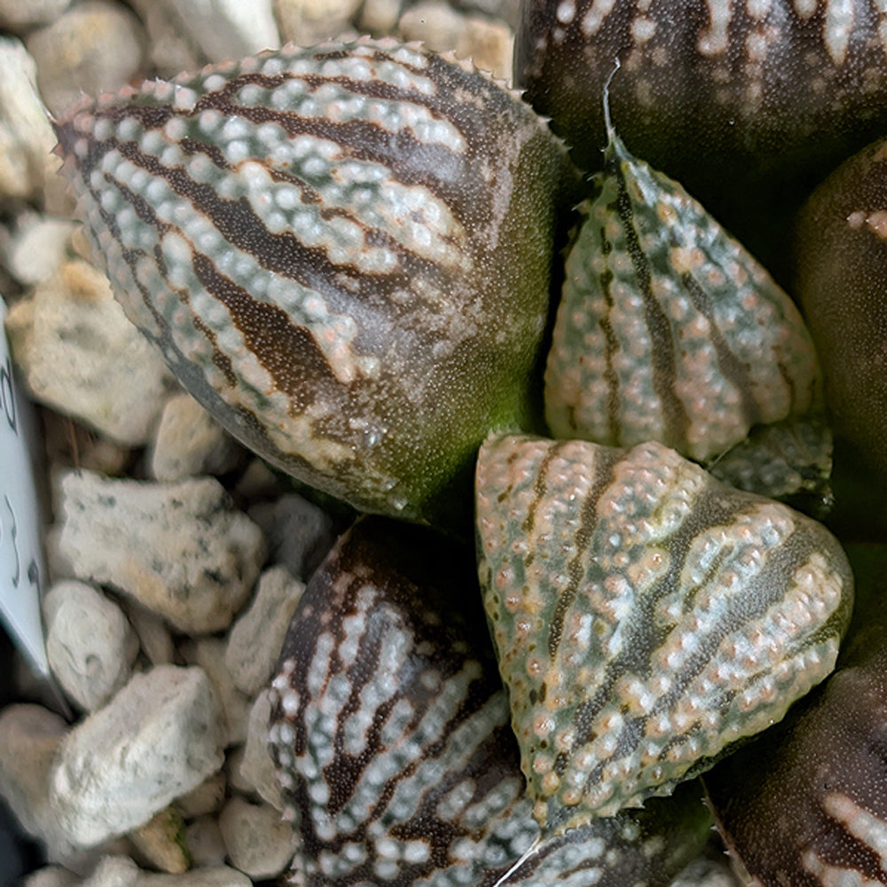 Haworthia "TetraTreasures" PP633 hybrid series #29