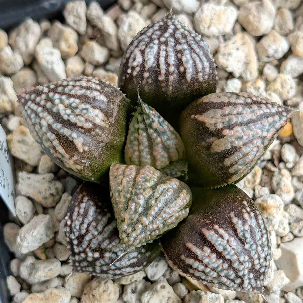 Haworthia "TetraTreasures" PP633 hybrid series #29
