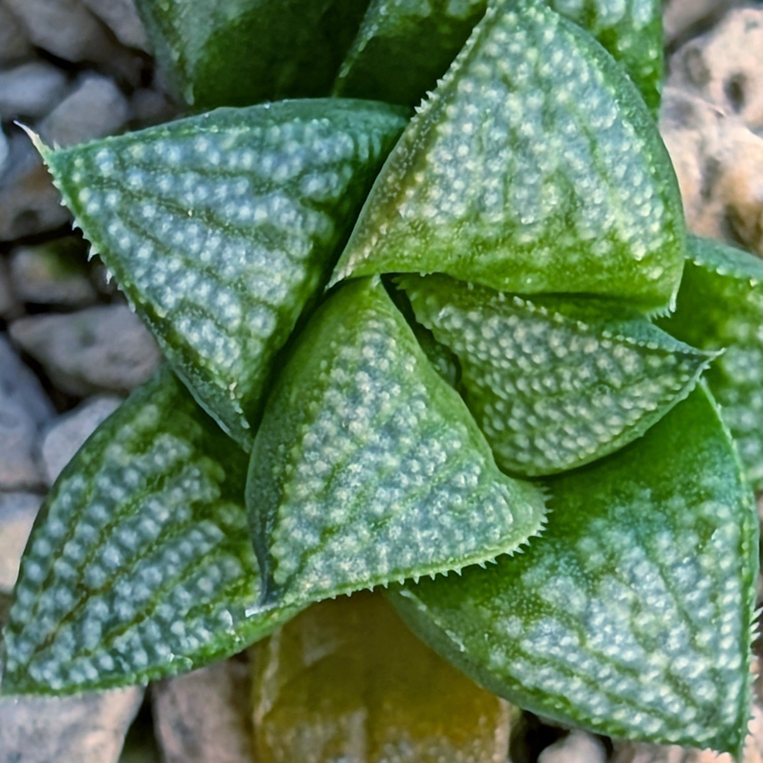 Haworthia PP671 hybrid series #29