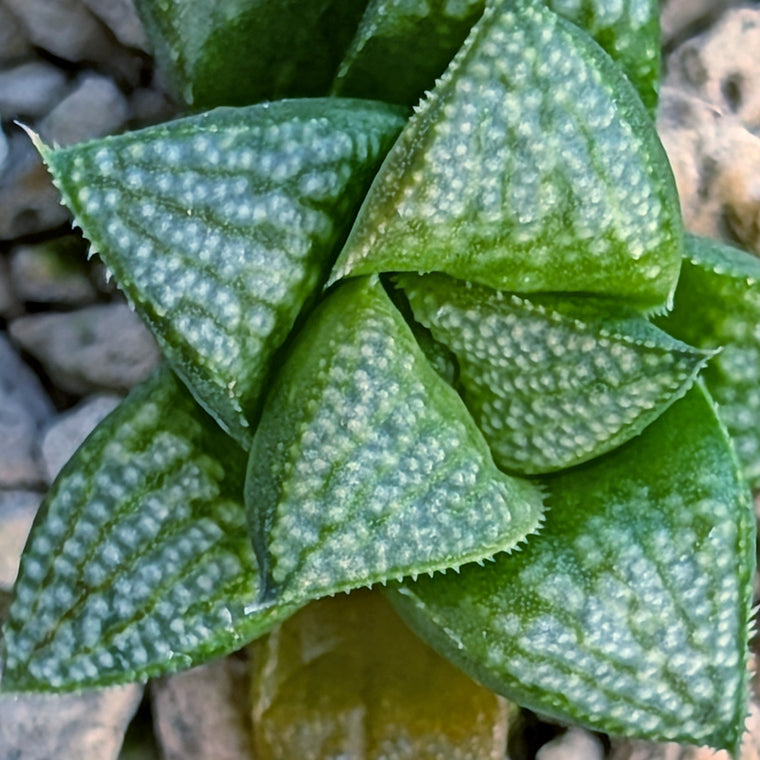 Haworthia PP671 hybrid series #29