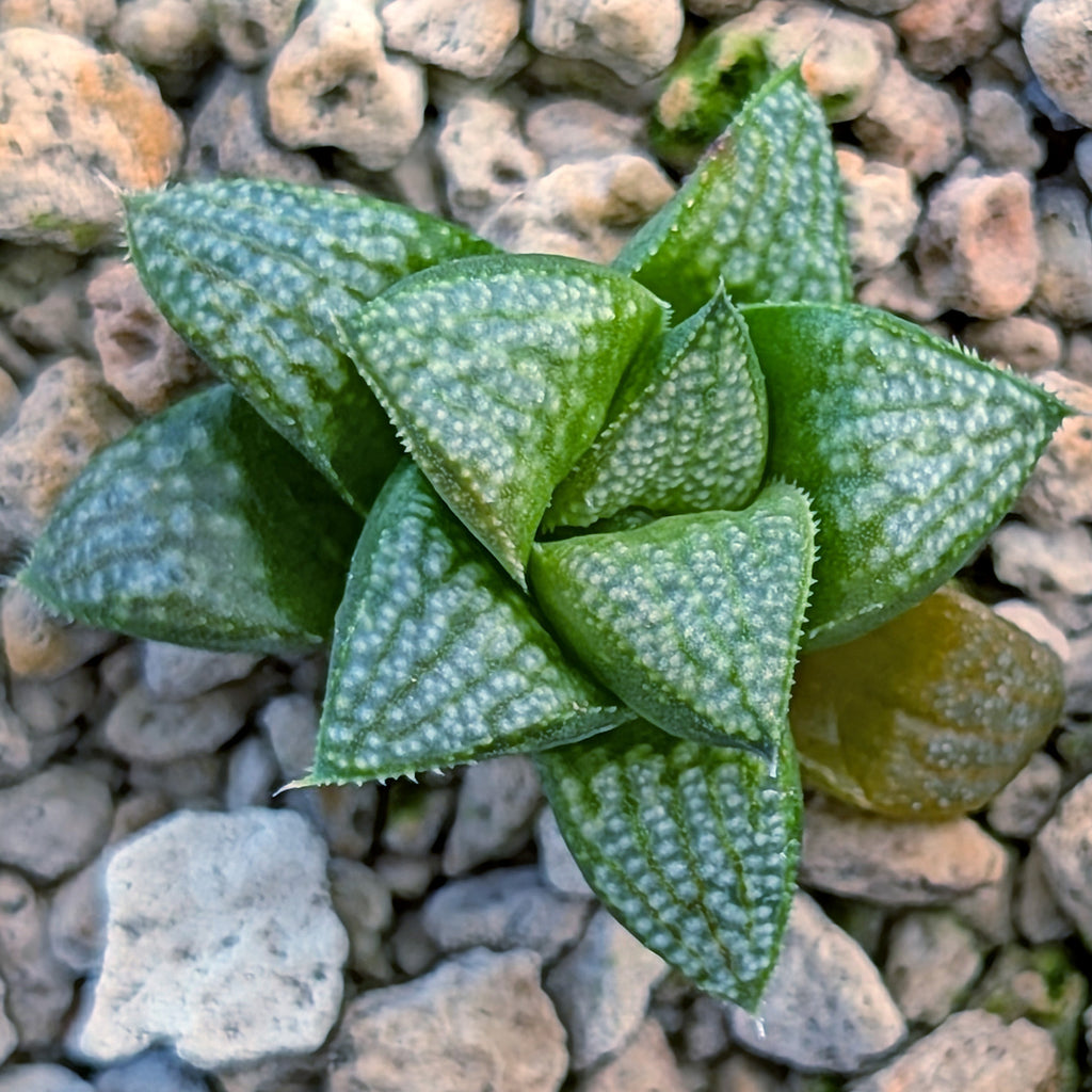 Haworthia PP671 hybrid series #29