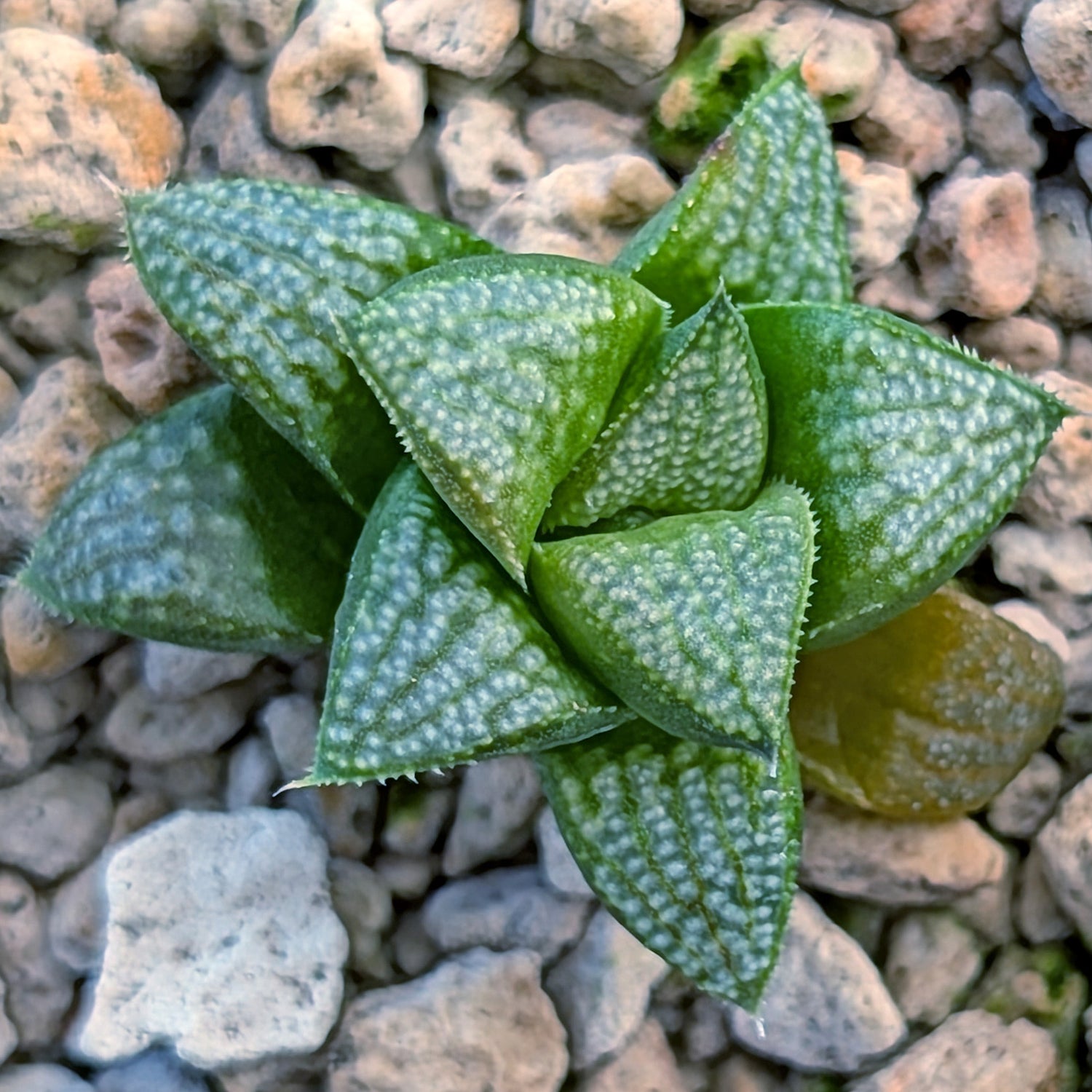 Haworthia PP671 hybrid series #29