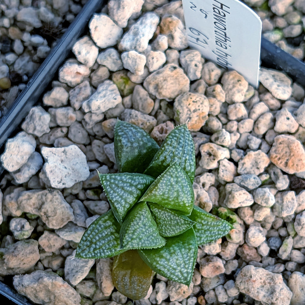 Haworthia PP671 hybrid series #29