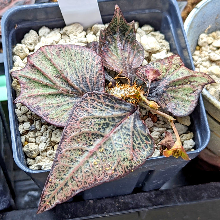 Euphorbia francoisii #3 SOLD OUT