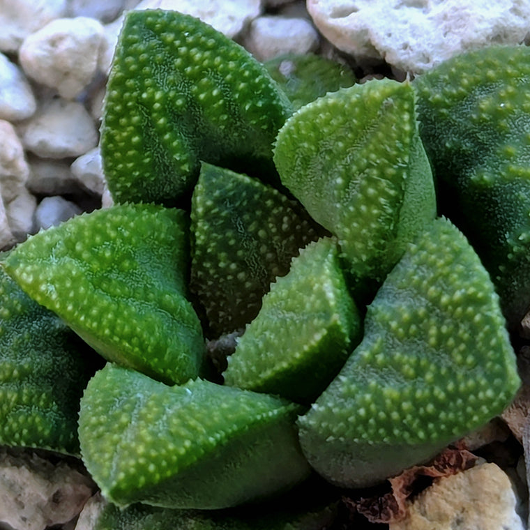 Haworthia PP576 hybrid series #3