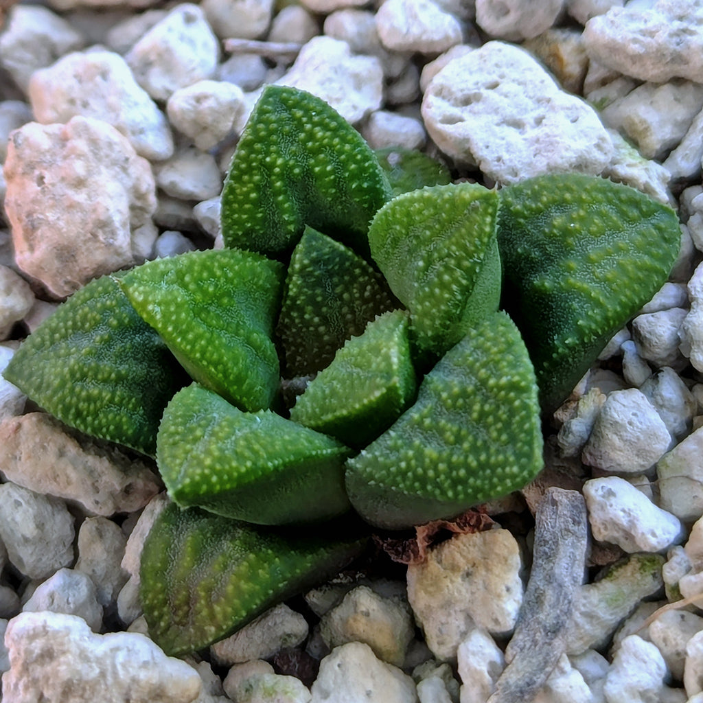 Haworthia PP576 hybrid series #3
