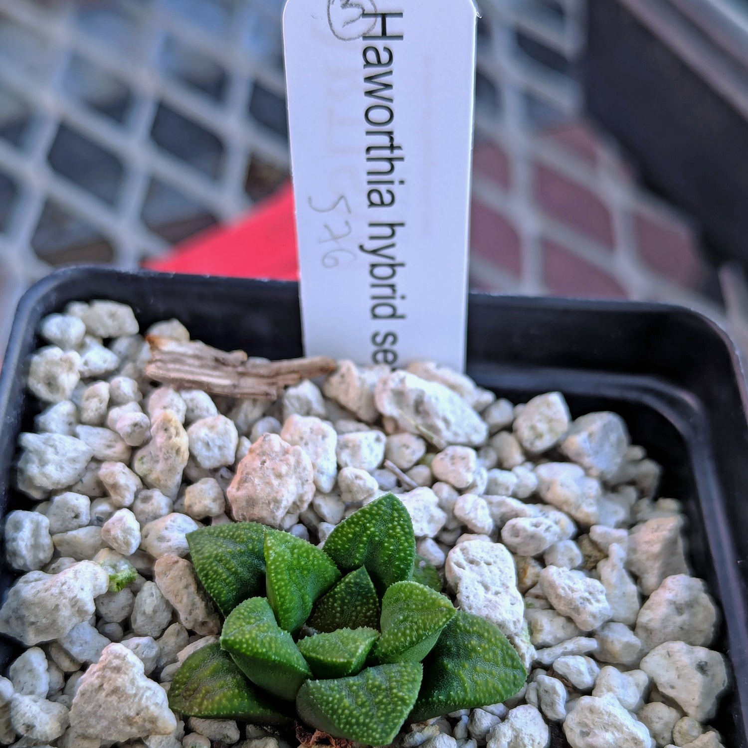 Haworthia PP576 hybrid series #3