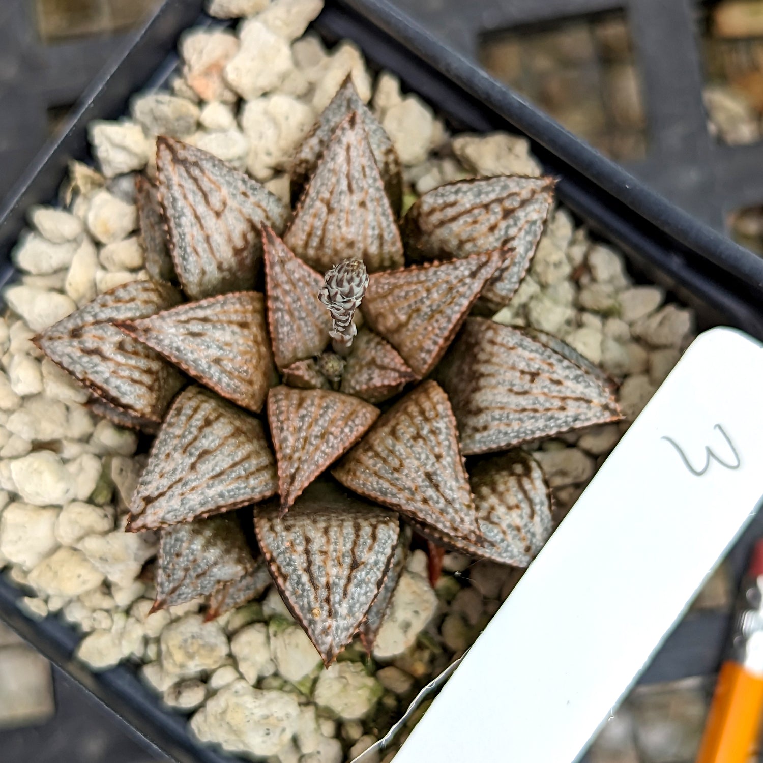 Haworthia  hybrid series PP434  #3 SOLD OUT