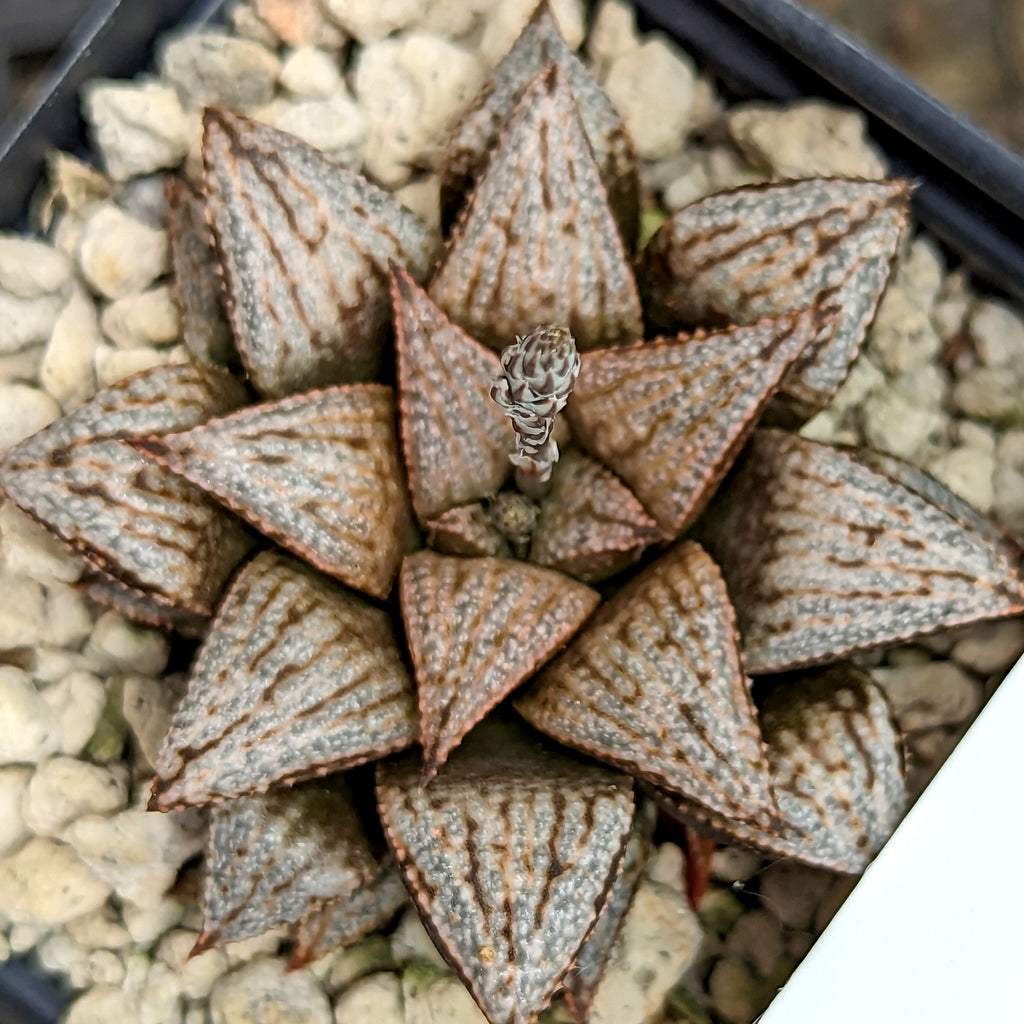 Haworthia  hybrid series PP434  #3 SOLD OUT