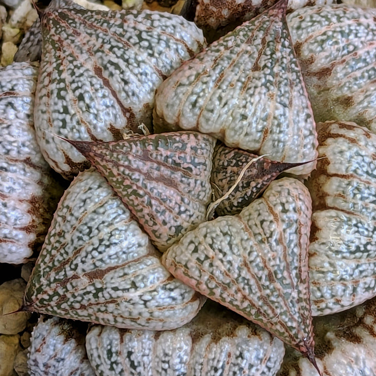 Haworthia  hybrid series PP422  #3