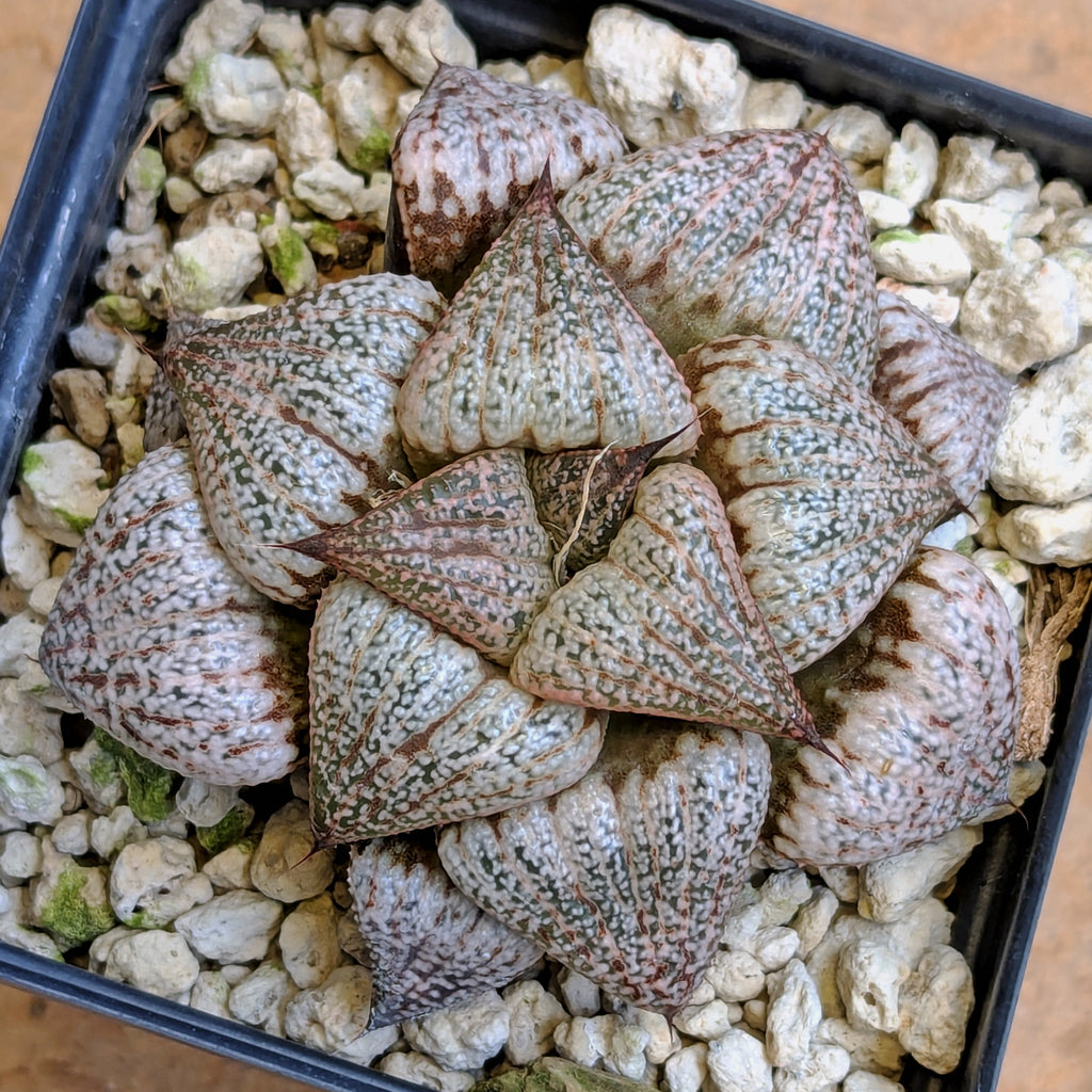Haworthia  hybrid series PP422  #3