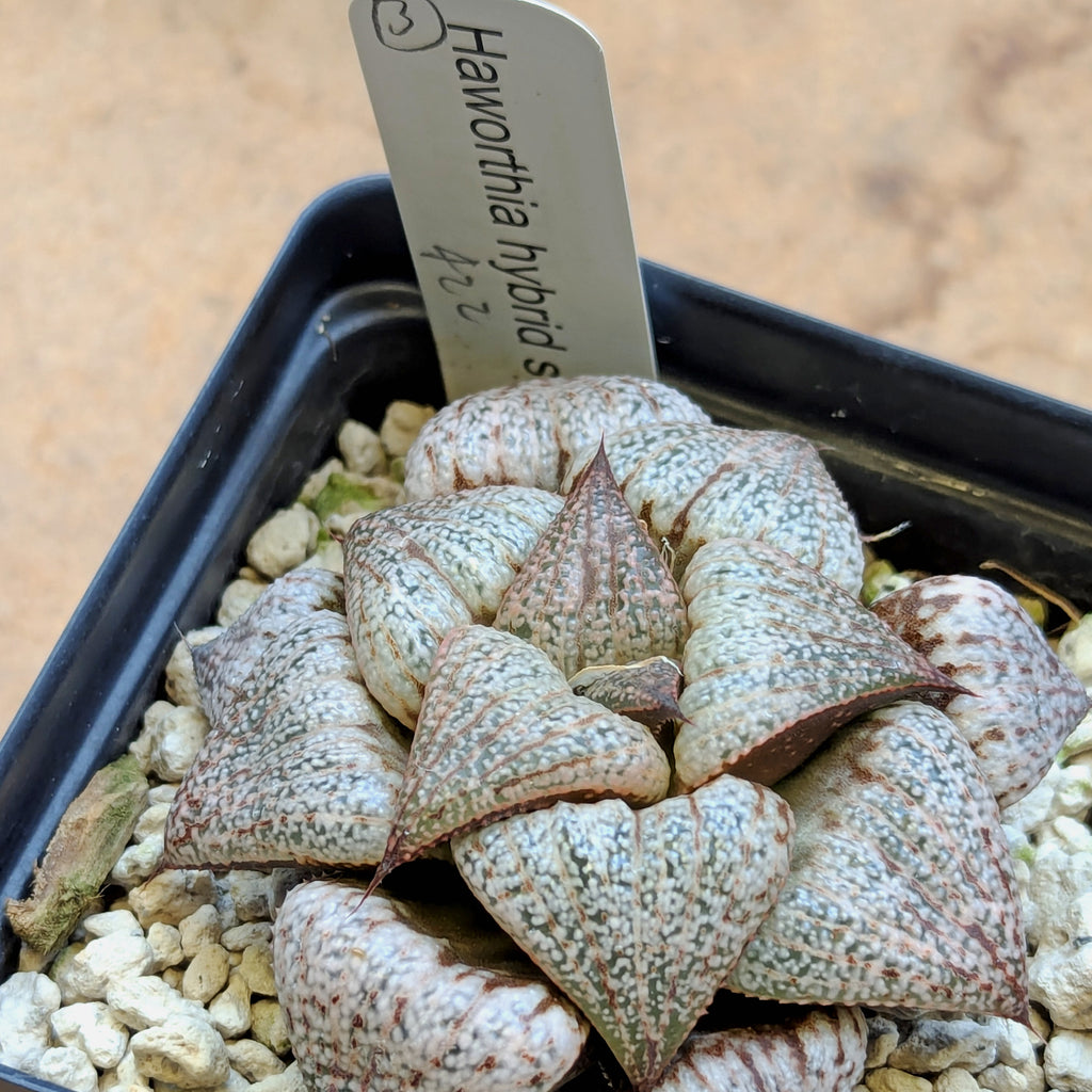 Haworthia  hybrid series PP422  #3