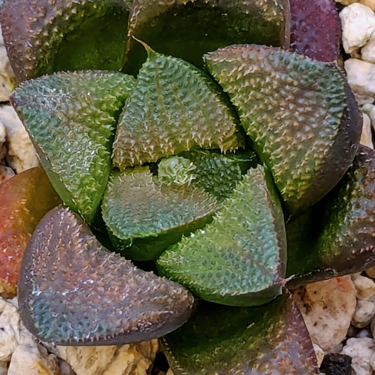Haworthia PP576 hybrid series #3