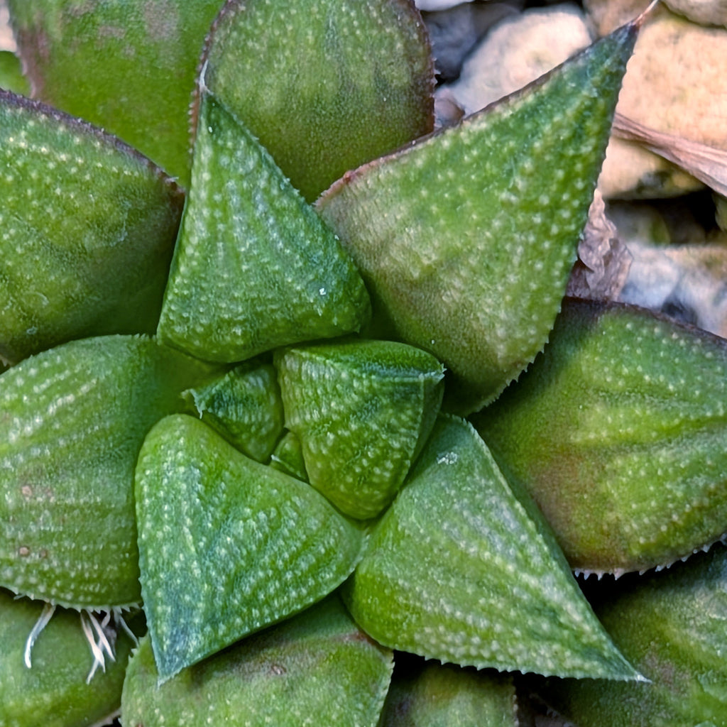 Haworthia hybrid series PP572 #3