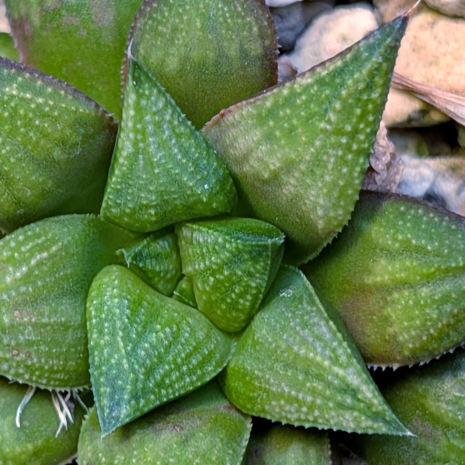 Haworthia hybrid series PP572 #3