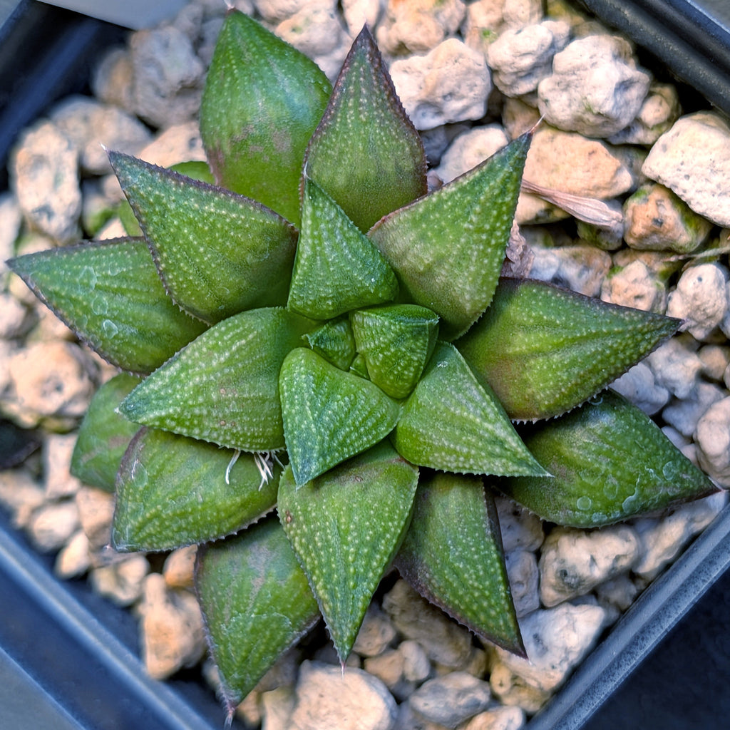 Haworthia hybrid series PP572 #3