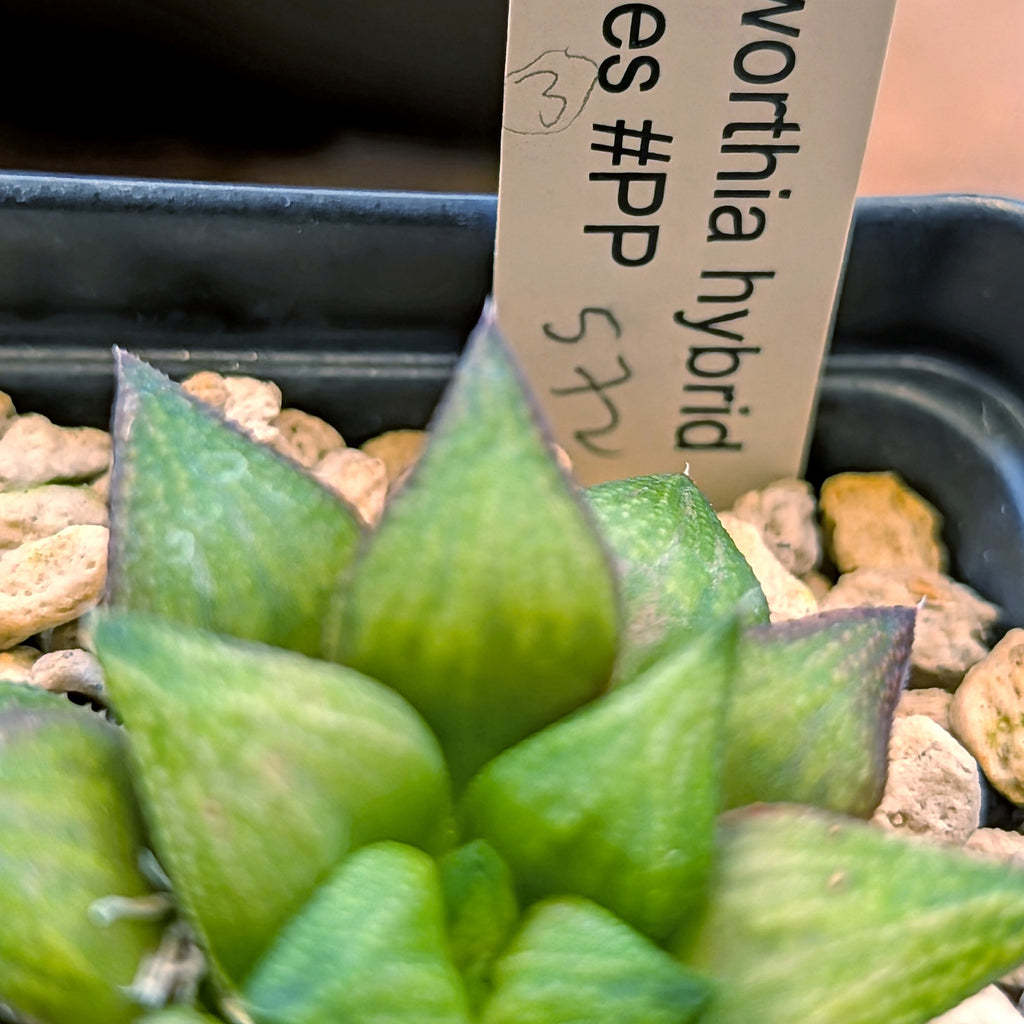 Haworthia hybrid series PP572 #3