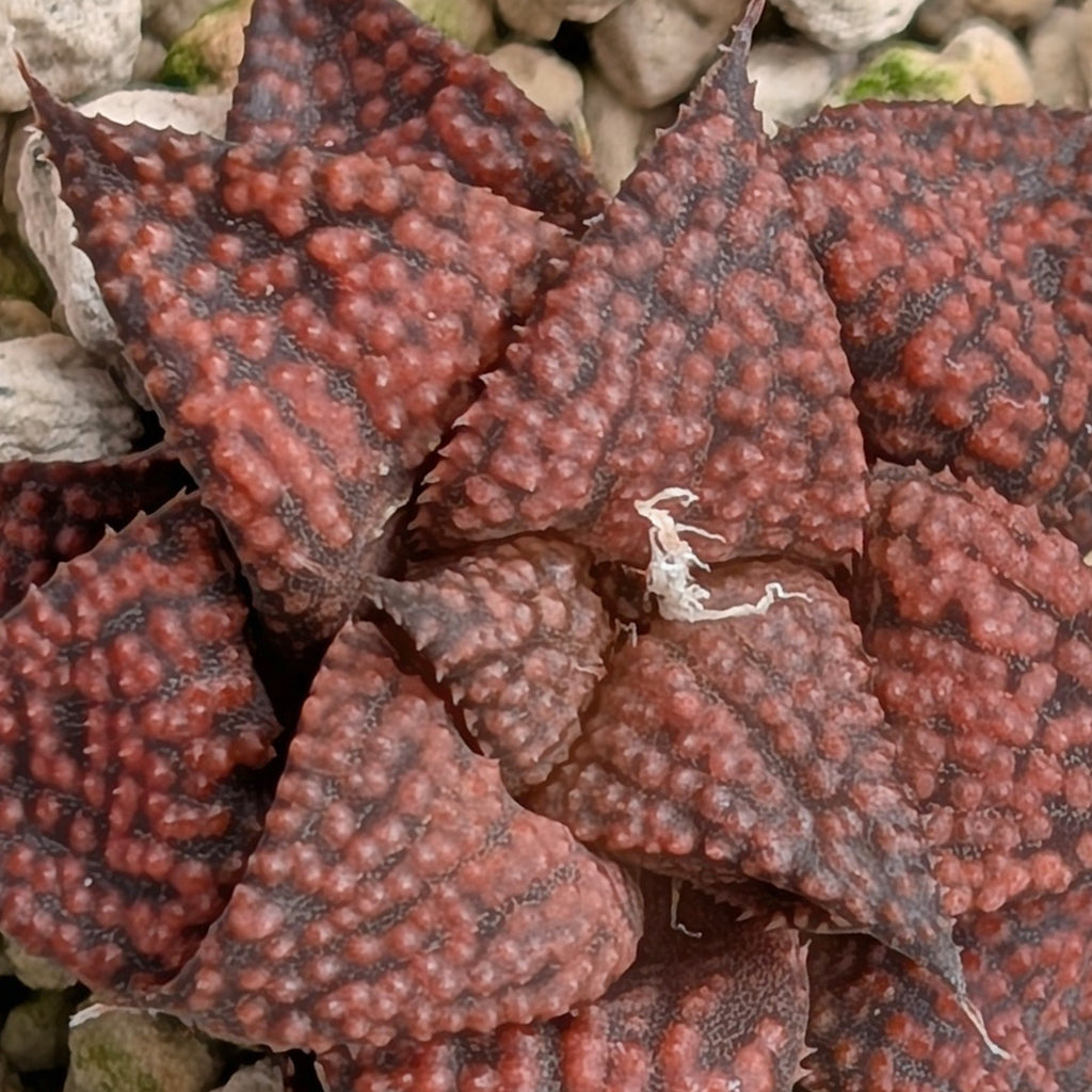 Haworthia  hybrid series PP573 #3