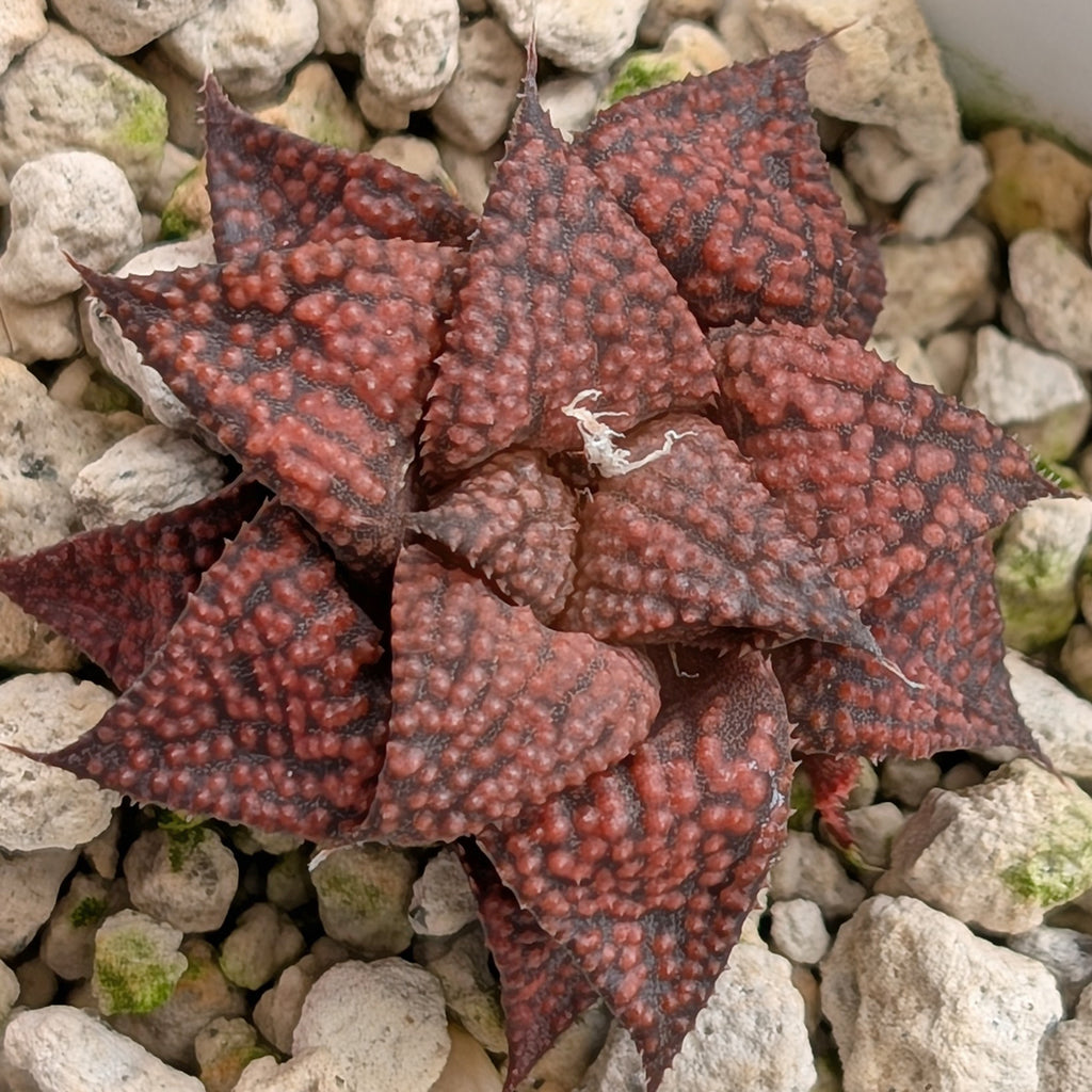 Haworthia  hybrid series PP573 #3