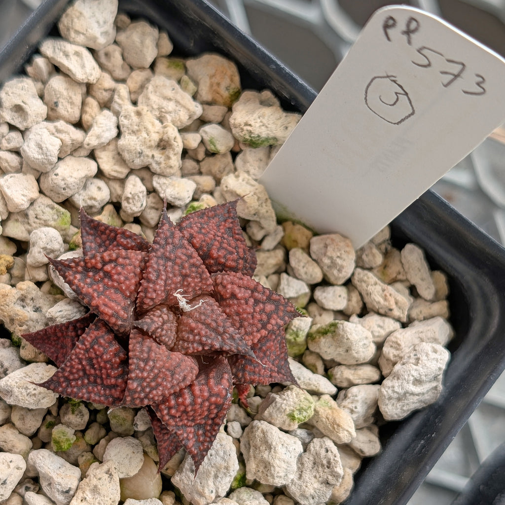 Haworthia  hybrid series PP573 #3