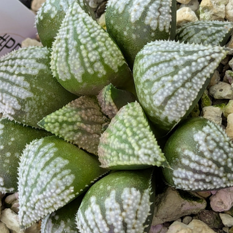 Haworthia PP619 hybrid series #3