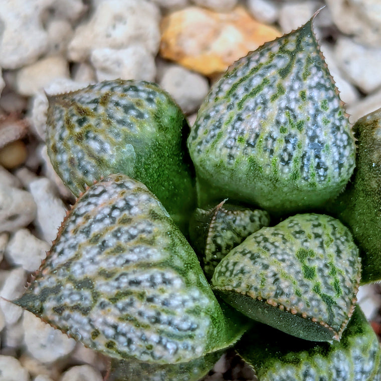 Haworthia splendens PP287 #3