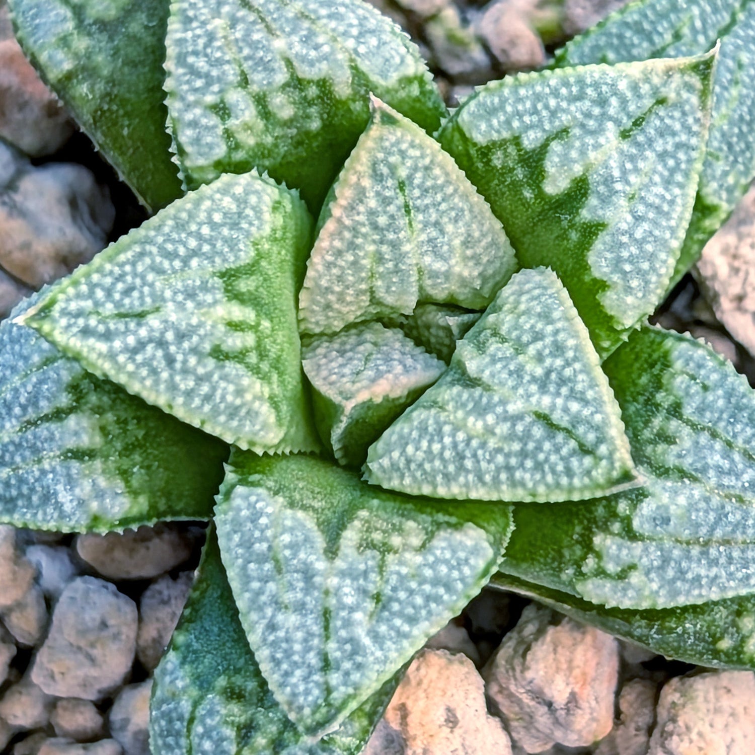 Haworthia PP680 hybrid series #3