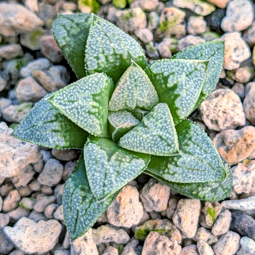 Haworthia PP680 hybrid series #3