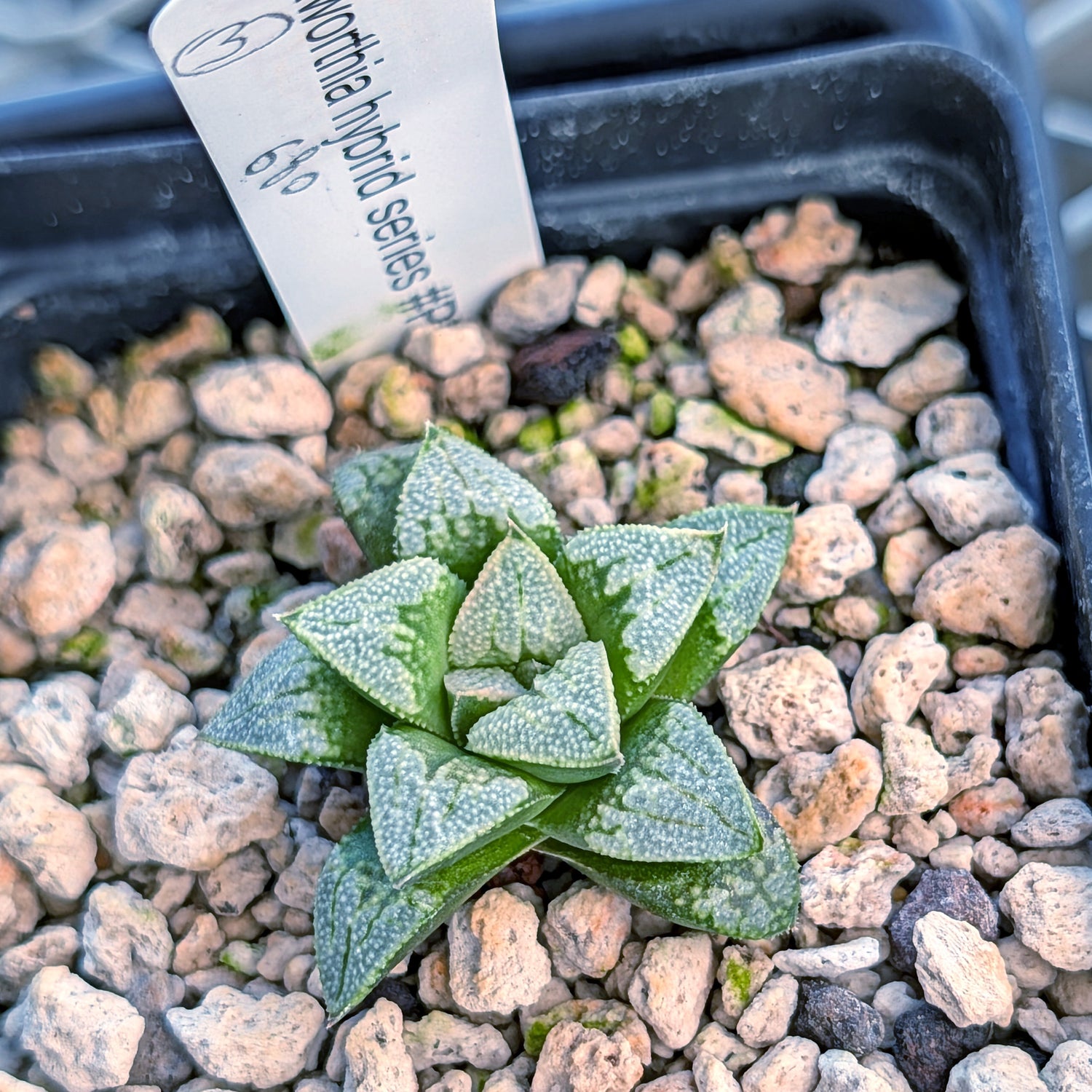 Haworthia PP680 hybrid series #3