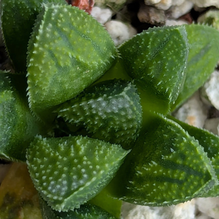 Haworthia PP576 hybrid series #30